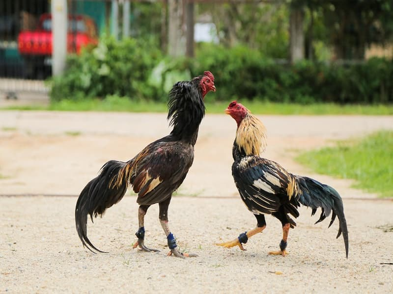 Chỉ đặt kèo khi nắm chắc phần thắng trong tay