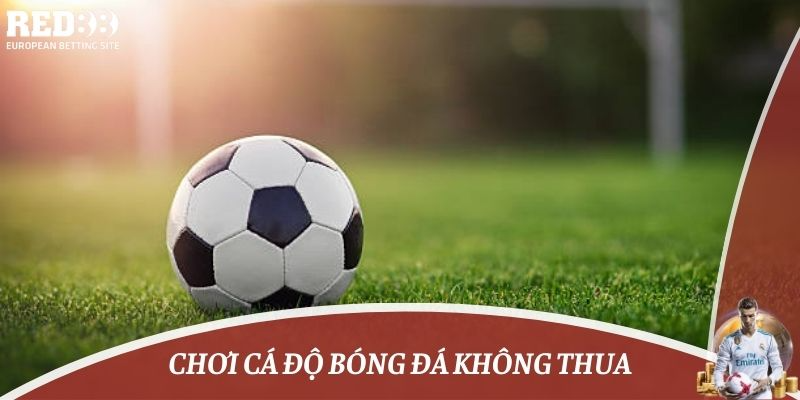 chơi cá độ bóng đá không thua