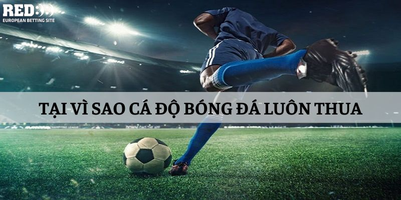 Những lý do chính khiến cá độ bóng đá luôn thua